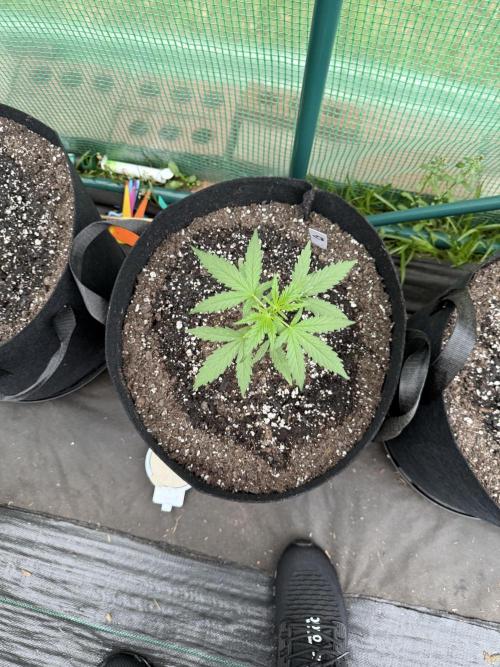 First grow. Week 5