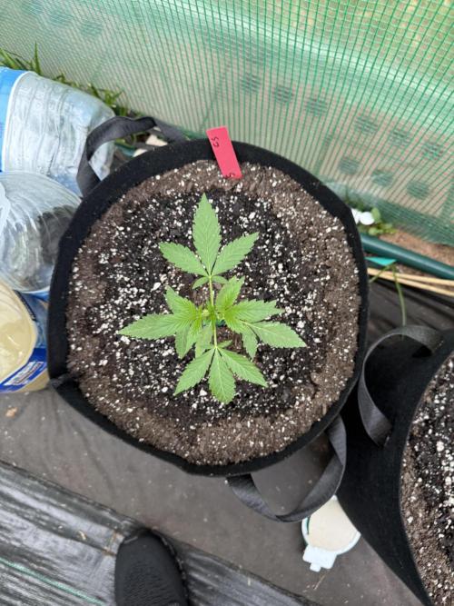First grow. Week 5