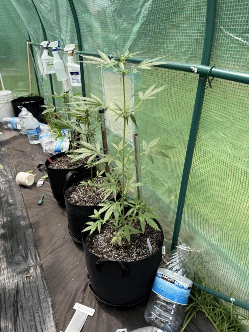 First grow. Week 7