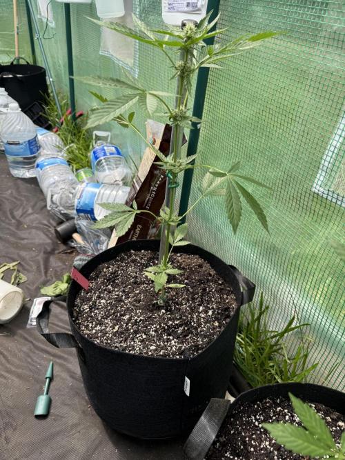 First grow. Week 7