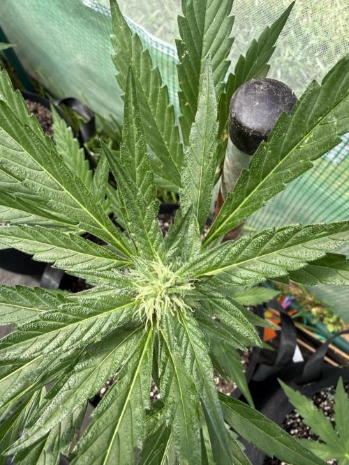 First grow. Week 7