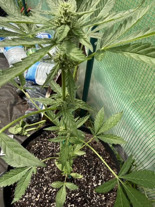 First grow. Week 7