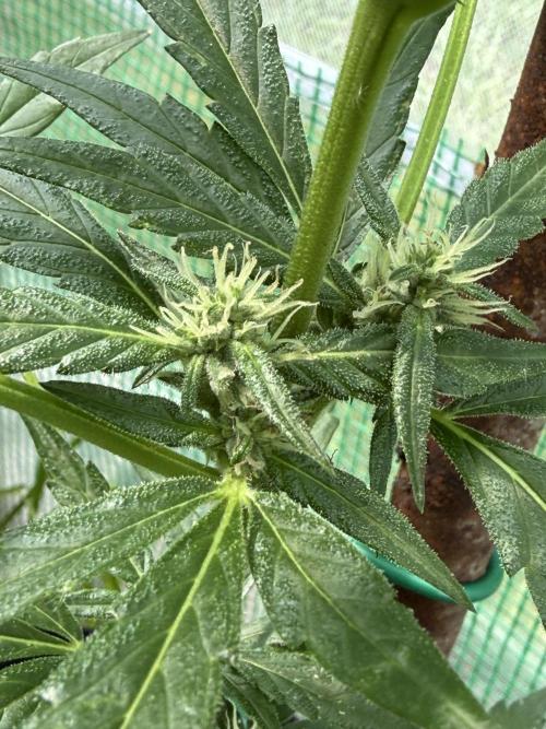 First grow. Week 7
