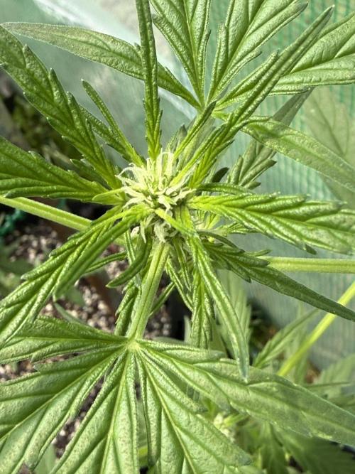 First grow. Week 7