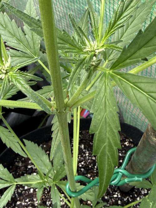First grow. Week 7