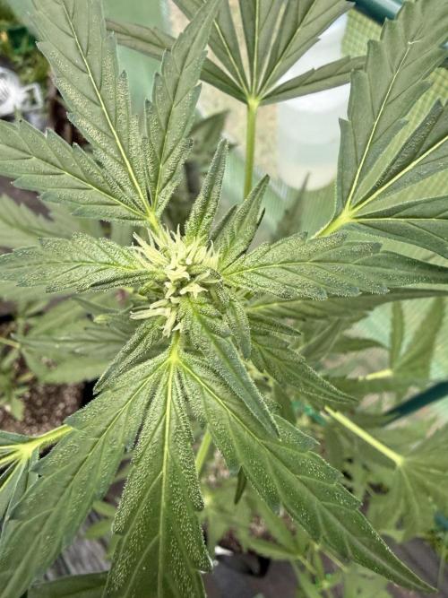 First grow. Week 8
