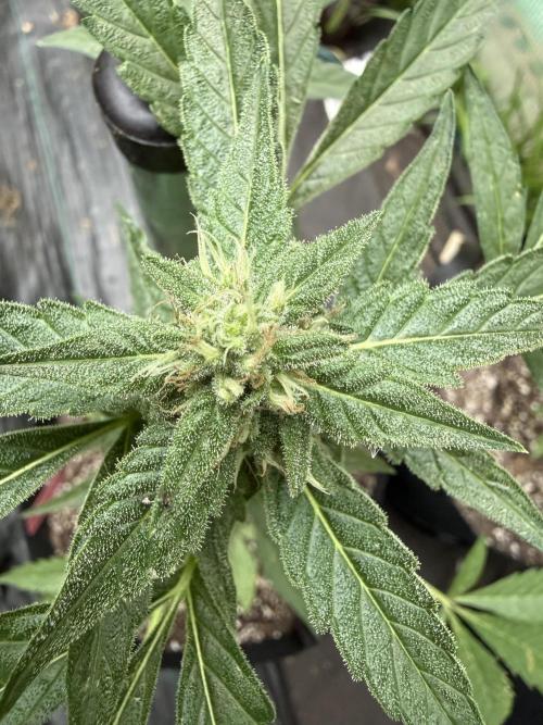 First grow. Week 8