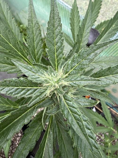 First grow. Week 8