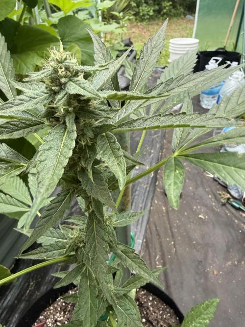 First grow. Week 8