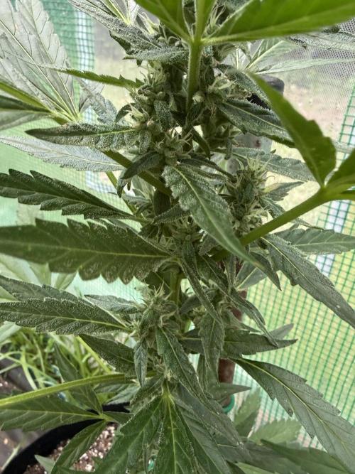 First grow. Week 8