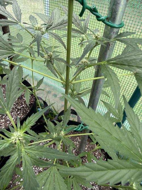 First grow. Week 8