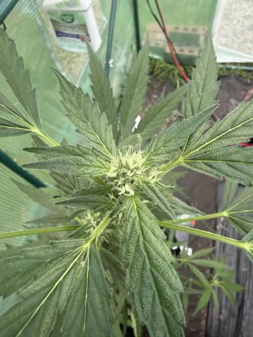 First grow. Week 8