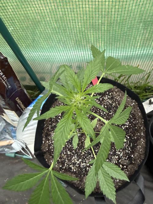 First grow. Week 6