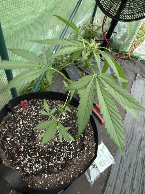 First grow. Week 6