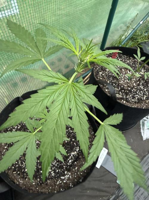 First grow. Week 6