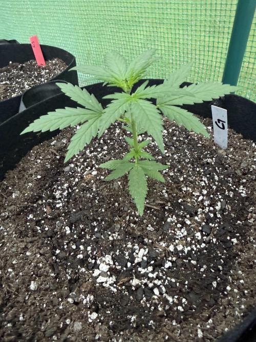 First grow. Week 4
