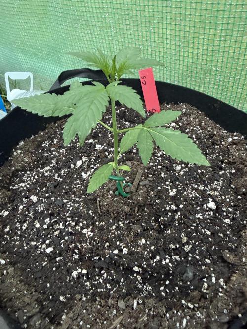 First grow. Week 4