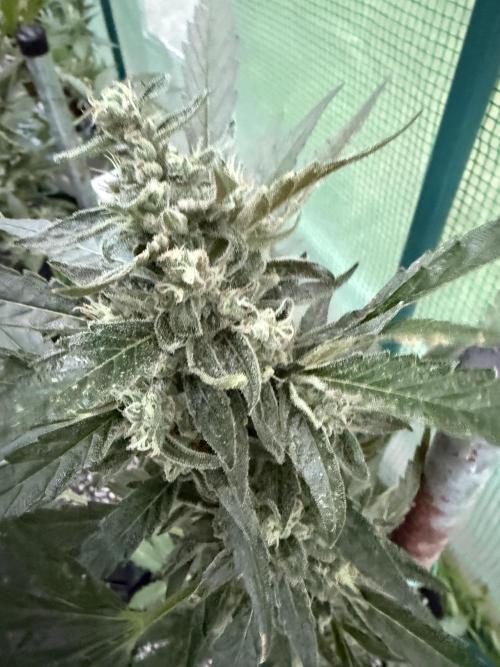 First grow. Week 9