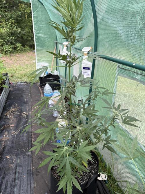 First grow. Week 9