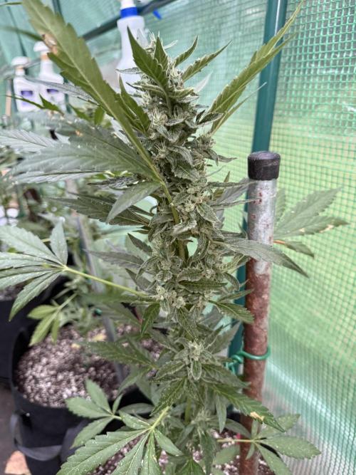 First grow. Week 9