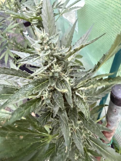 First grow. Week 9