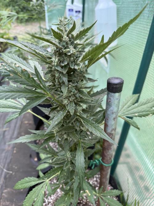 First grow. Week 9