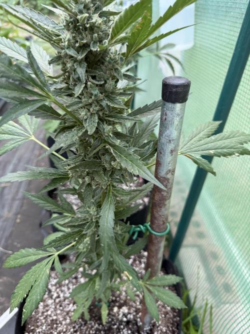 First grow. Week 9