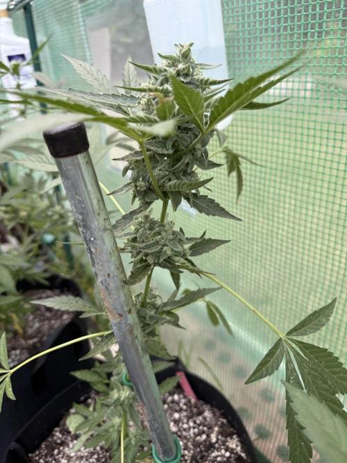 First grow. Week 9