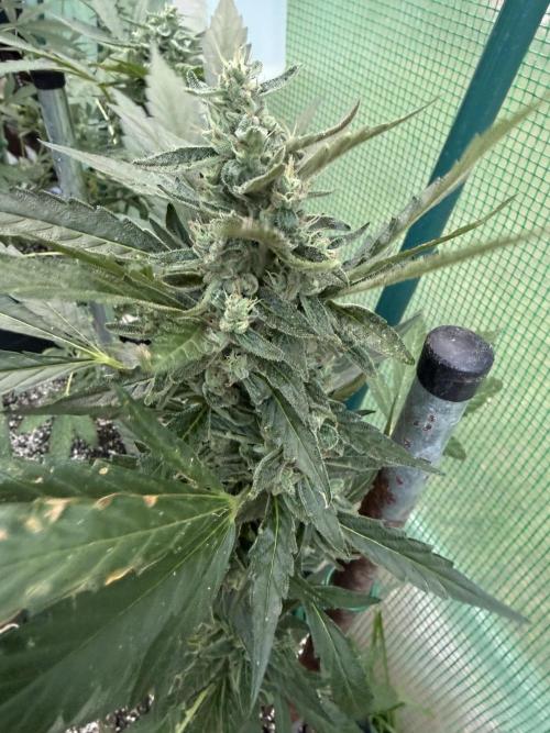 First grow. Week 9