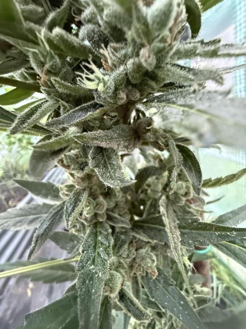 First grow. Week 10 - Crimson sun