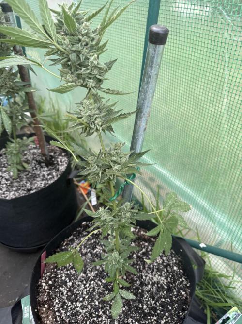 First grow. Week 10