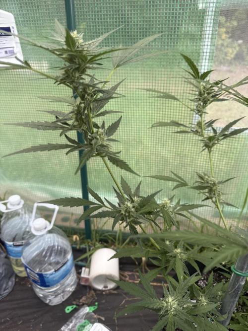 First grow. Week 10