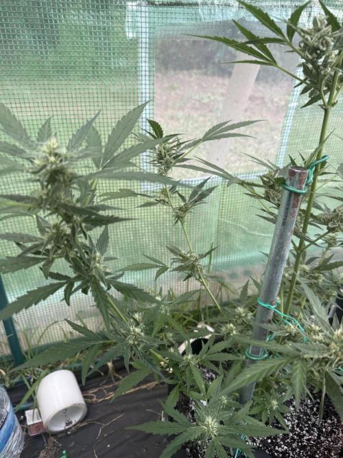 First grow. Week 10
