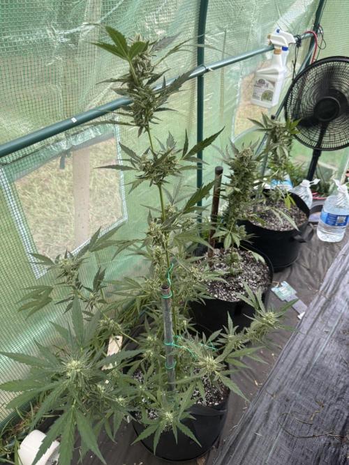 First grow. Week 10