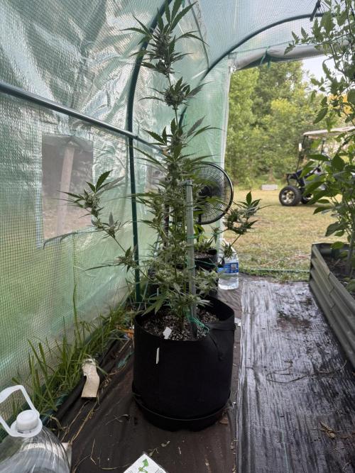 First grow. Week 10
