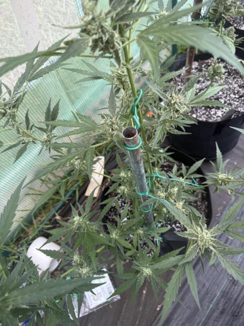 First grow. Week 10