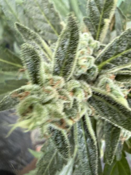 First grow. Week 10
