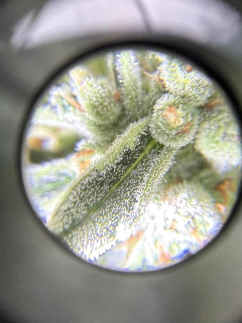 Fast Buds - Gelato Auto door 2Shorty