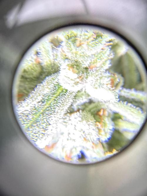 First grow. Week 10