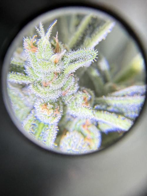 First grow. Week 10