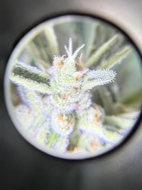 First grow. Week 10