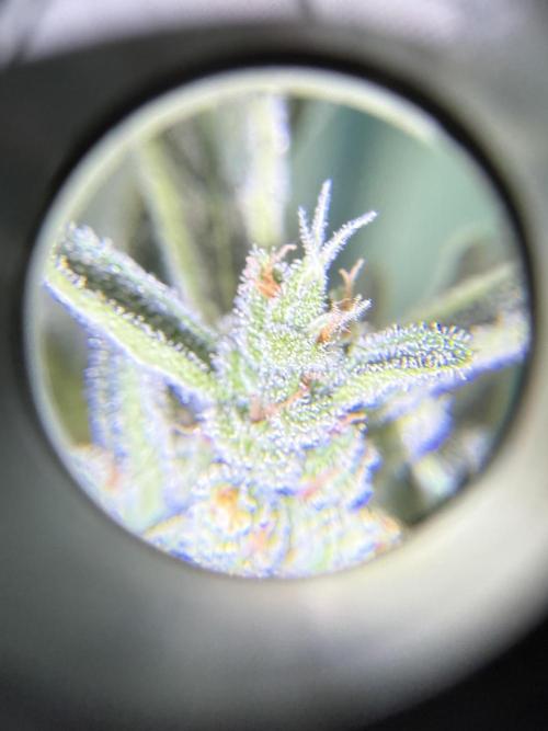First grow. Week 10