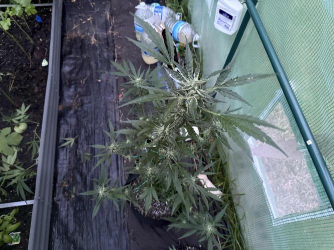 First grow. Week 10 - Gelato