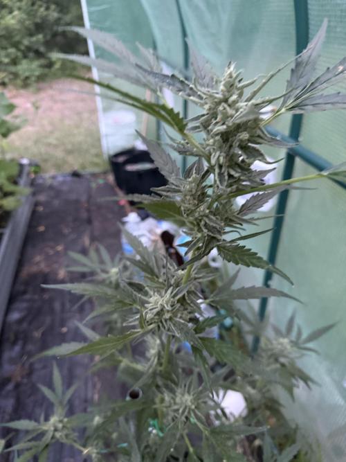 First grow. Week 10 - Gelato