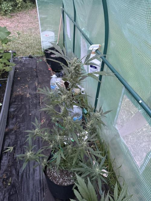 First grow. Week 10 - Gelato