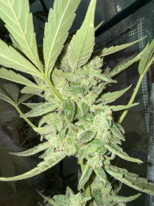 First grow. Week 10
