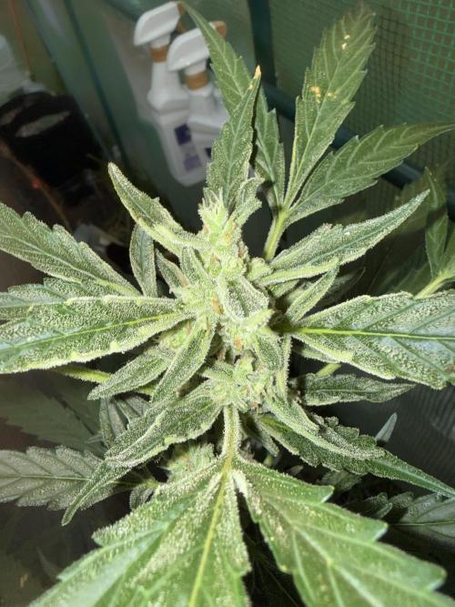 First grow. Week 10