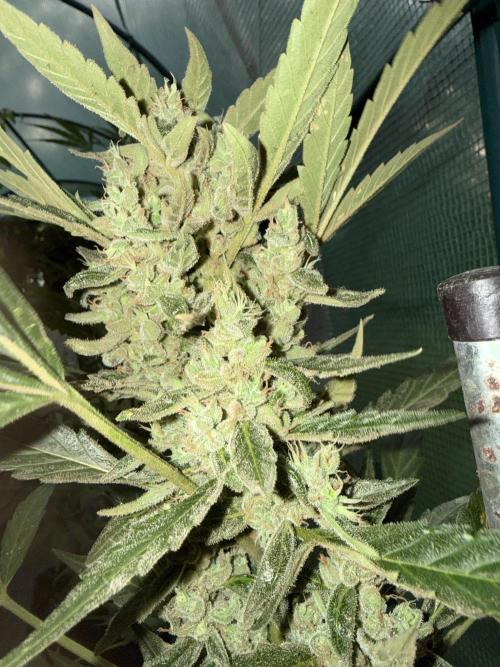 First grow. Week 10
