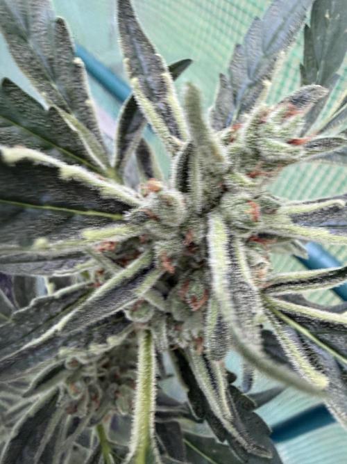 First grow. Week 11