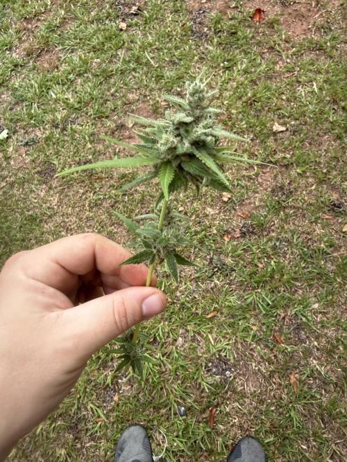 First grow. Week 11